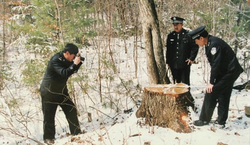 从盗伐林木罪与盗窃罪的关系的角度来探讨两者的区分